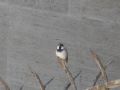 Passer domesticus